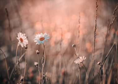 Chamomiles, white flower