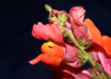 Red flower blossom macro