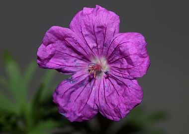 Geranium purple flowering