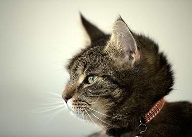 Cat Cats Feline Kitty