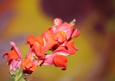 Antirrhinum flower macro