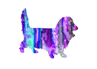 Dachshund