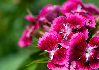 Ant insect on flower