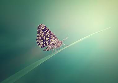 Butterfly in the meadow