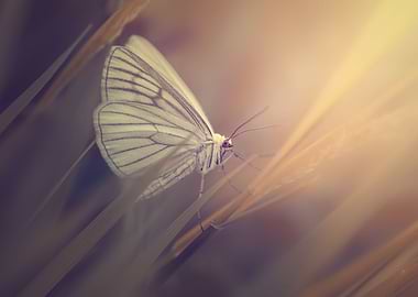 White Butterfly in meadow