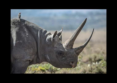 Rhino