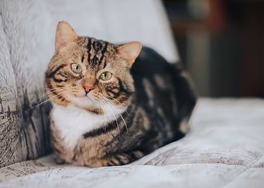 Cat Cats Feline Kitty