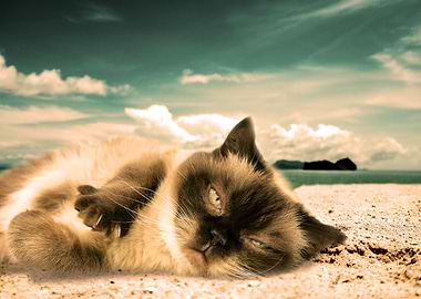 Cat Cats Feline Kitty