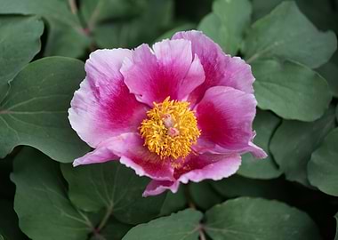 Peony Flower Blooming