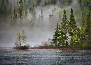 Forests in the mist
