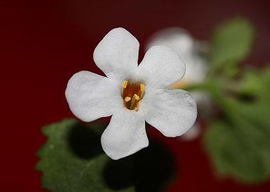 Flower blossoming close up