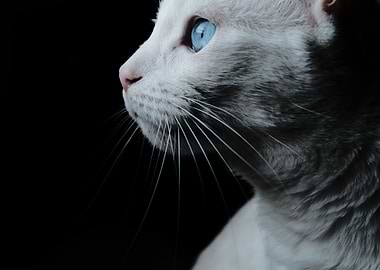 Cat Cats Feline Kitty