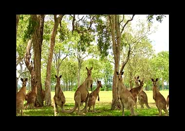 Kangaroo