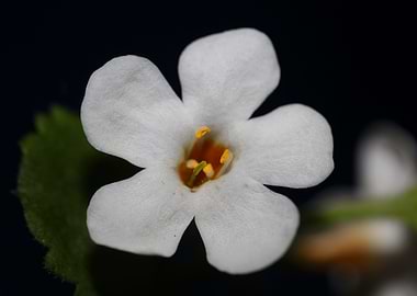 Sutera flower blossoming