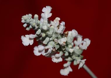 Salvia blossoming close up