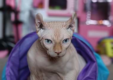 Cat Cats Feline Kitty