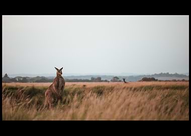 Kangaroo