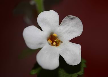 Sutera flower blossoming