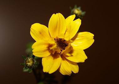 Cosmos caudatus flowering