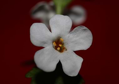 Flower blossoming close up