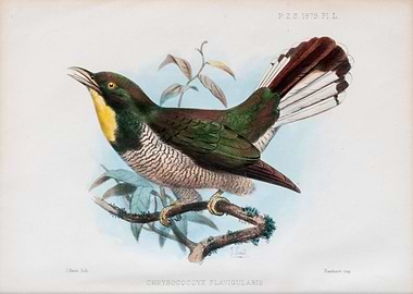 yellowthroated cuckoo