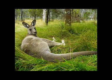 Kangaroo