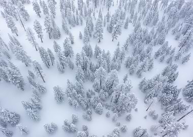Winter Forest