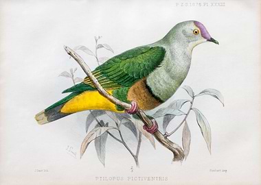 Samoan fruitdove