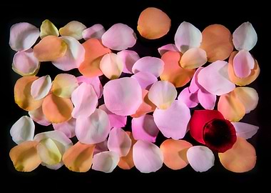 Back lit Flower petals