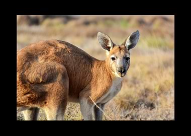 Kangaroo