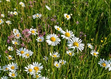Daisies meadow