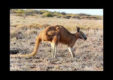 Kangaroo