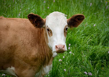 The Cow