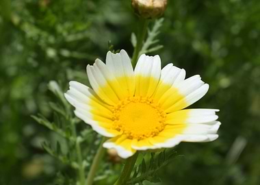 Glebionis coronaria 1
