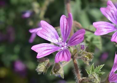 Malva Sylvestris 3