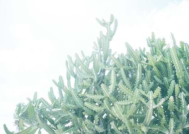 Mexican Cacti Dream 1