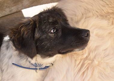 Cute resting puppy 2