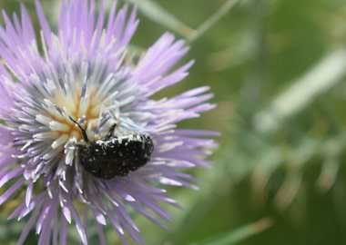 Galactites tomentosa 2