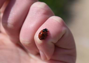 Ladybird on hand 2