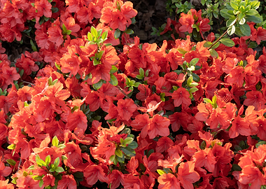 Japanese Azaleas Flowers