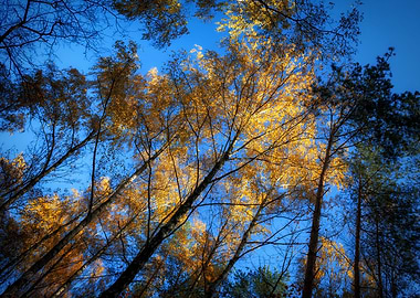 Autumn Forest Trees Canopy