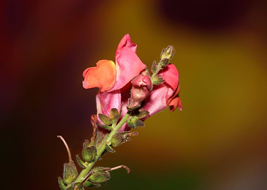 Antirrhinum flower blossom