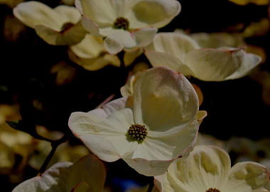Dogwood in Spring 5