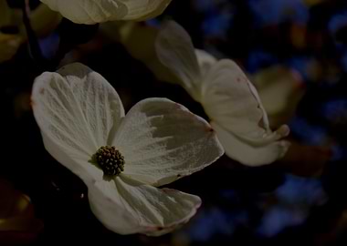 Spring Dogwood 3