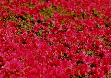 Field of Fuschia
