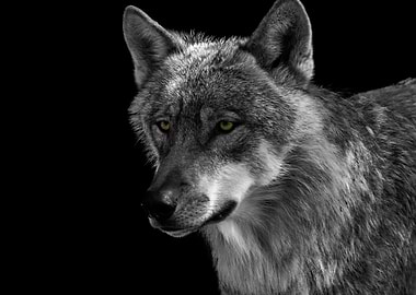 Wolf in the Dead of Night