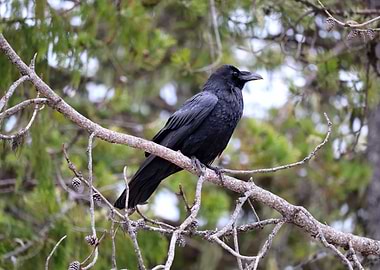 Corvus Branch East 2