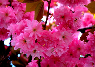 Vibrant Pink Ruffles