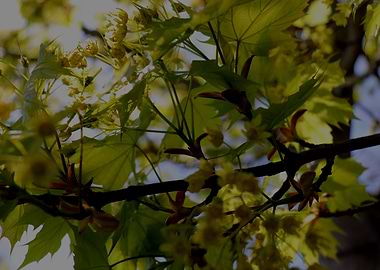 Spring Tree in Yellow