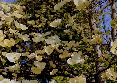 Waterfall of Dogwood